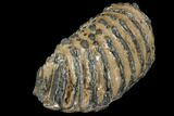 Partial Southern Mammoth Molar - Hungary #149858-4